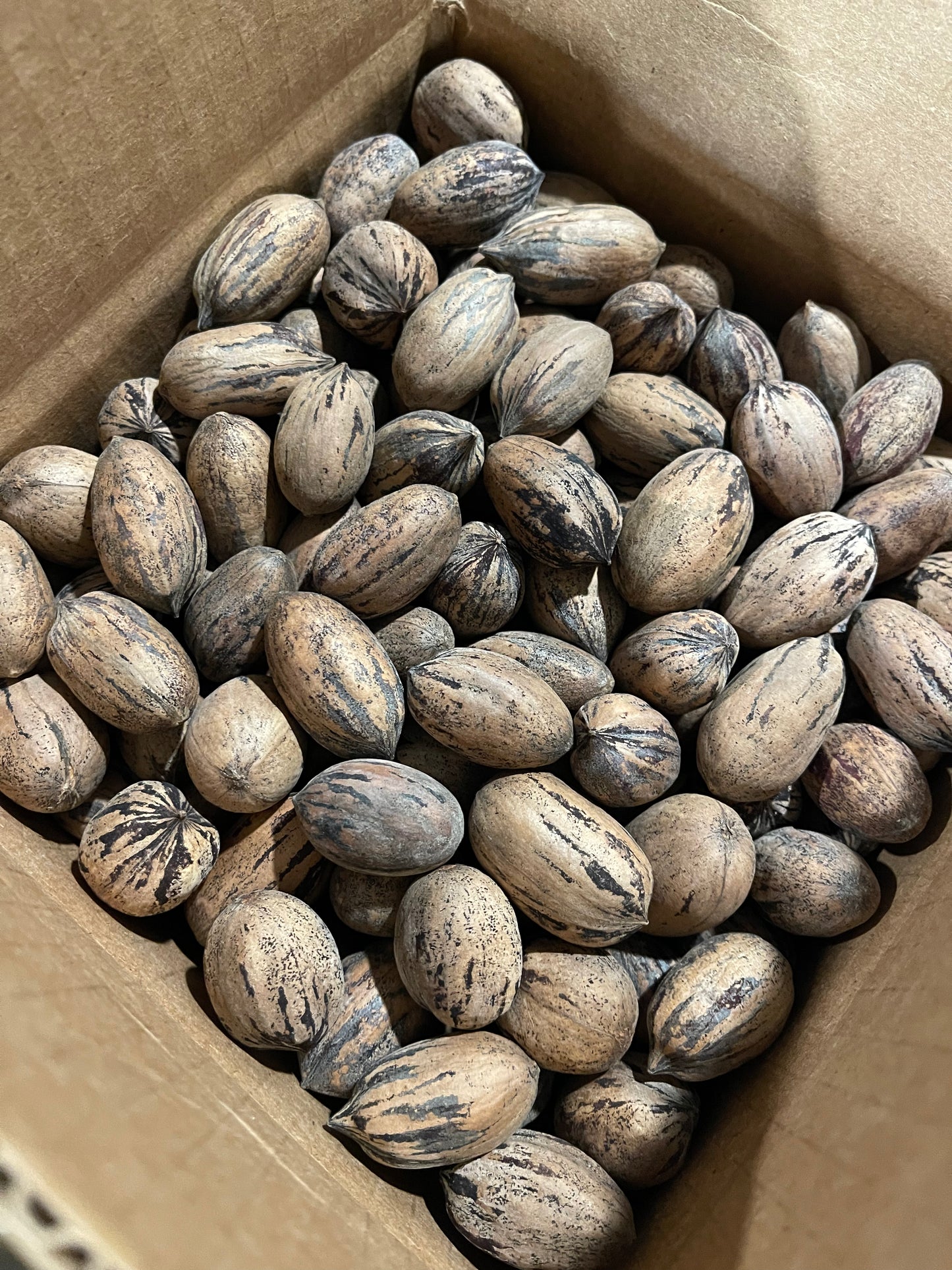 Fresh In-shell Pecans by the LB